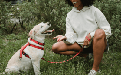 ¿Cuál es la edad ideal para adiestrar a tu perro? Guía completa