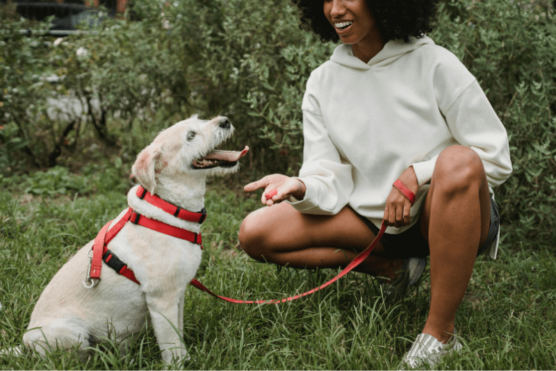 A qué edad se puede adiestrar un perro blog