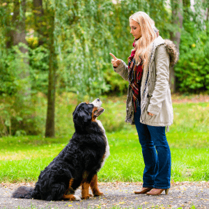 ¿Cuál es la edad ideal para adiestrar a tu perro?