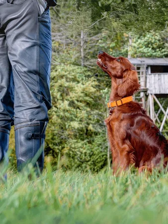 Adiestrador canino en alpedrete enseñando obediencia a un perro en un entorno natural