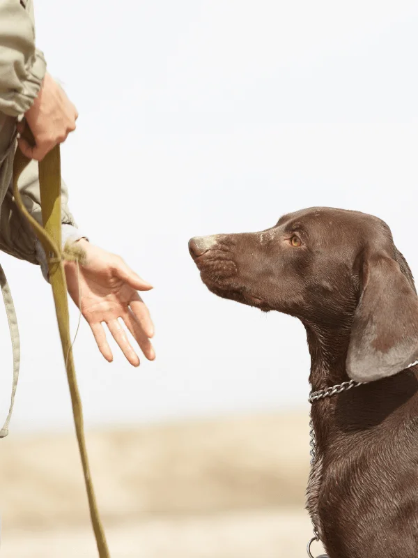 Adiestrador canino en Majadahonda trabajando la obediencia con un perro de raza mediana