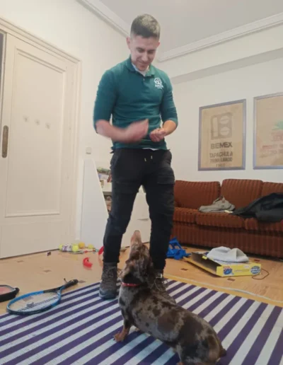 Adiestrador canino en Moralzarzal realizando una sesión de adiestramiento a domicilio con un cachorro en el hogar.