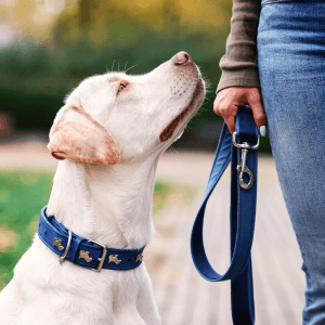 Como hacer que mi perro no tire de la correa