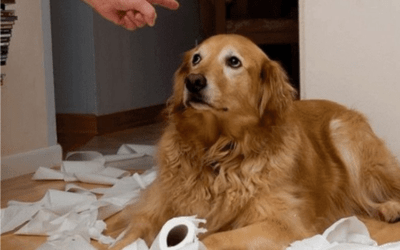 Por qué mi perro no me hace caso