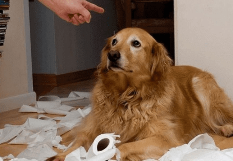 Perro desobediente rodeado de papel higiénico destrozado mientras su dueño lo regaña, ilustrando por qué mi perro no me hace caso