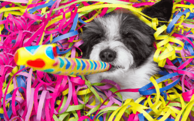 Cómo calcular la edad de un perro en años humanos