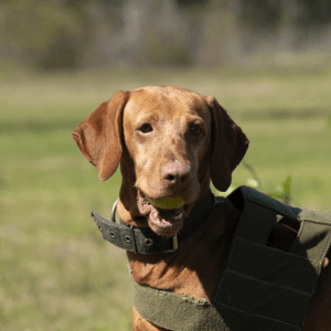 Collar o arnés para perros