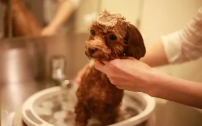 Como bañar a cachorros recien nacidos