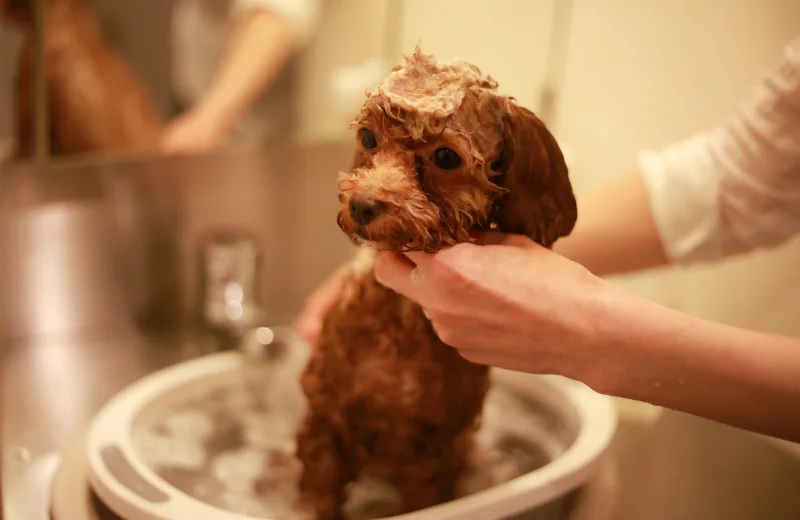 Como bañar a cachorros recien nacidos