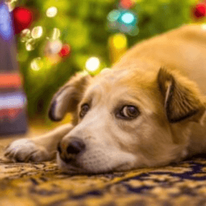 Cómo calmar a tu perro en Navidad