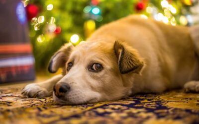 Cómo calmar a tu perro en Navidad: Guía para unas fiestas sin estrés