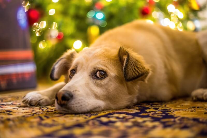 como calmar a mi perro en navidad