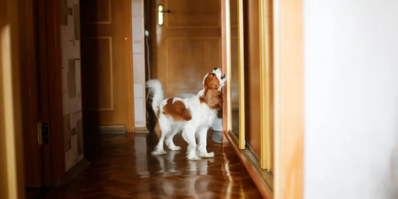 Cómo dejar a un perro solo en casa
