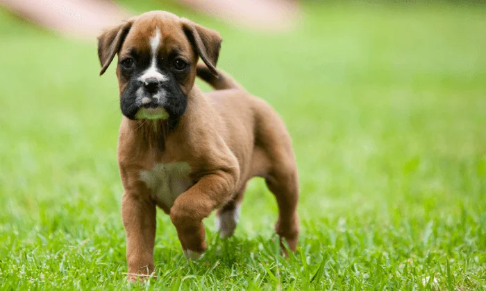 Cachorro bóxer caminando sobre el césped, ideal para ilustrar técnicas y consejos sobre cómo educar a un cachorro bóxer desde sus primeros meses