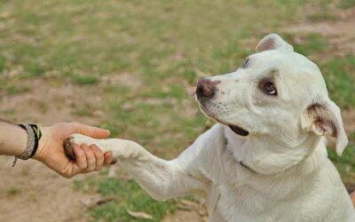 Guía completa: Cómo enseñar a tu perro a dar la pata con éxito