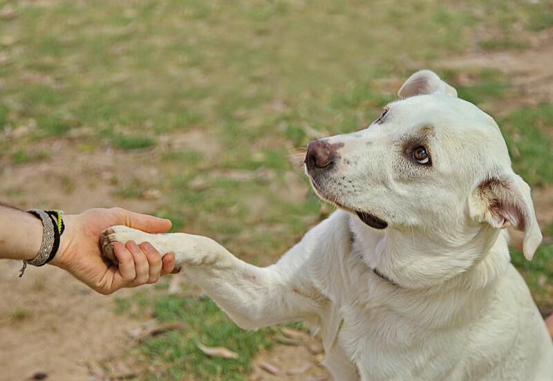 como enseñar a mi perro a dar la patita