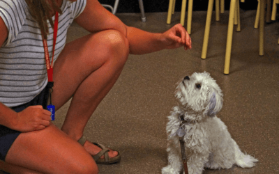 Como enseñar a un perro a sentarse