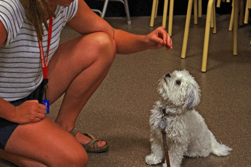 Ejemplo práctico de cómo enseñar a un perro a sentarse con refuerzo positivo y premios durante una sesión de adiestramiento