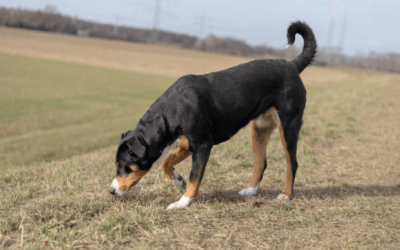 Cómo es el olfato de los perros