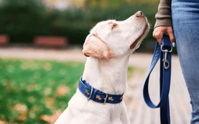 Cómo hacer que mi perro no tire de la correa