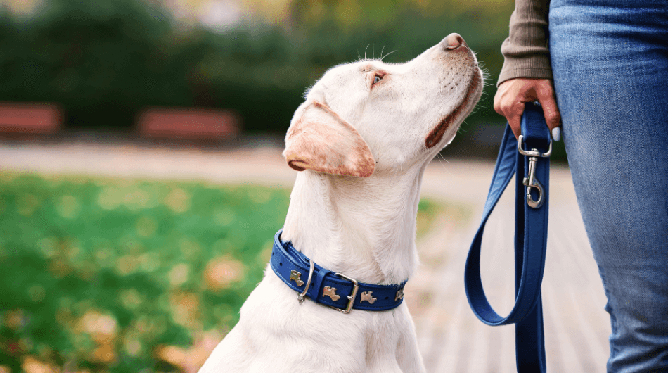 como hacer que perro no tire de la correa