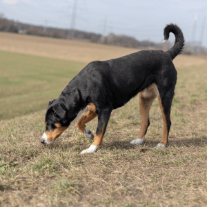 ¿Cómo es el olfato de los perros?