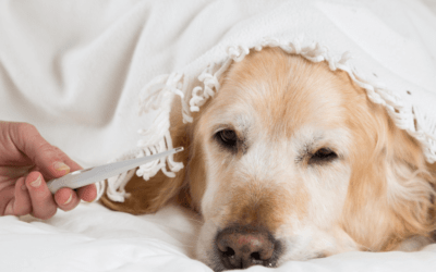 Cómo saber si tu perro tiene fiebre