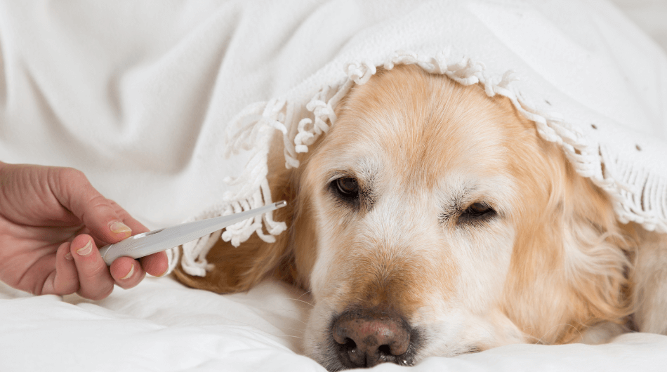 como saber si un perro tiene fiebre