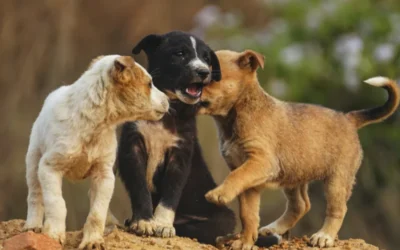 Como socializar a un cachorro con otros perros