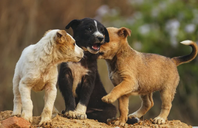 Como socializar a un cachorro con otros perros
