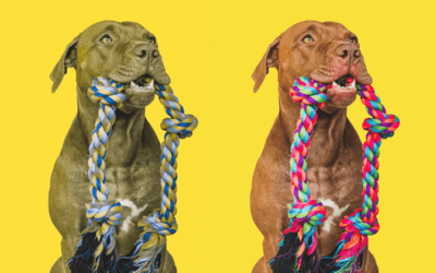 Cómo es la visión de los perros