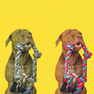 como es la visión de los perros