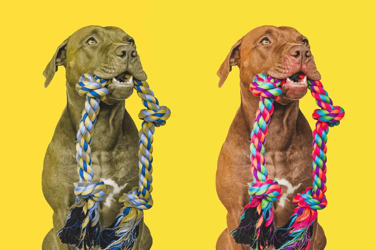como ven los perros como es la vision de los perros los colores y su entorno visual