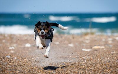 Consejos para llevar a tu perro a la playa