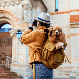 Consejos para viajar con perros