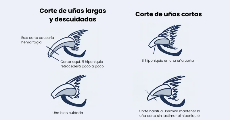 cortar las uñas a los perros