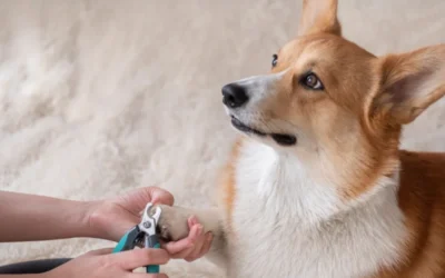 Como cortarle las uñas a un perro