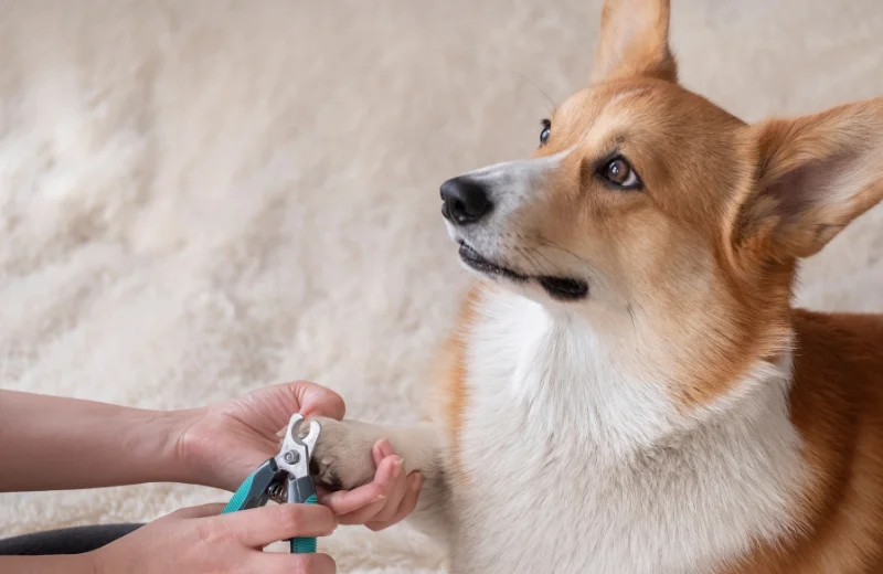 Como cortarle las uñas a un perro