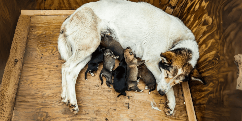 Perra con sus cachorros recién nacidos, ilustrando cuántos meses dura el embarazo de un perro y su etapa de lactancia
