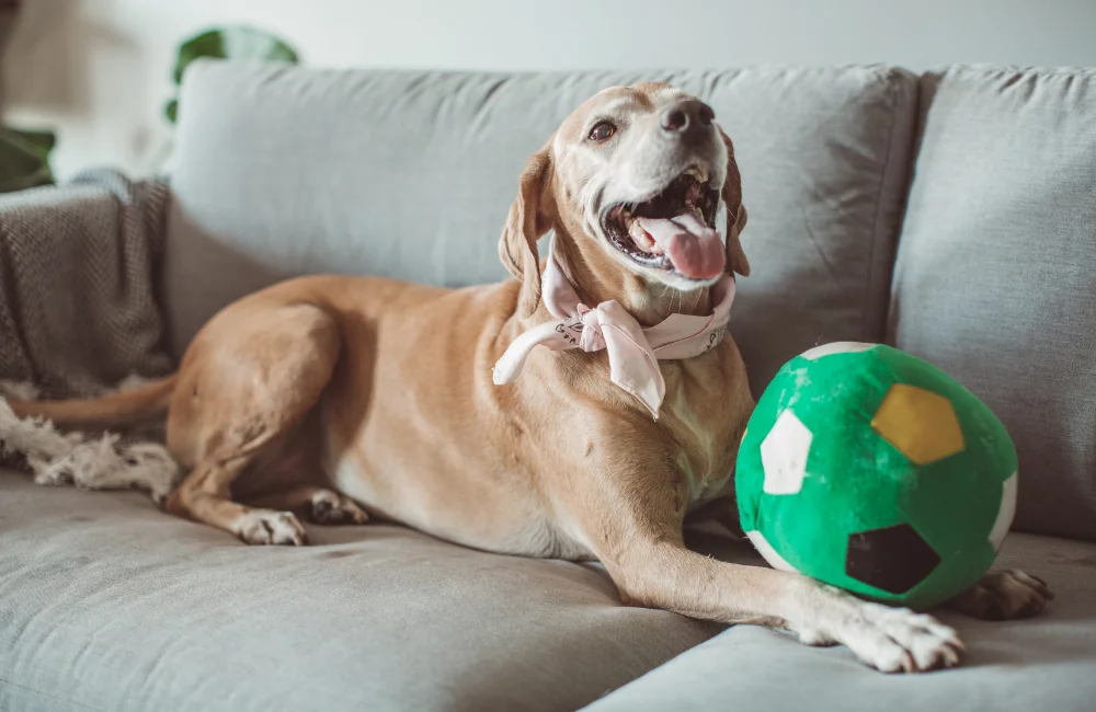 Cuidador de perros en Villalba ofreciendo un entorno seguro y tranquilo para las mascotas en casa