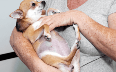 Cuantos meses dura el embarazo de un perro