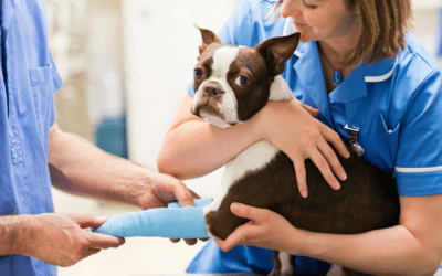 Elegir veterinario en Madrid