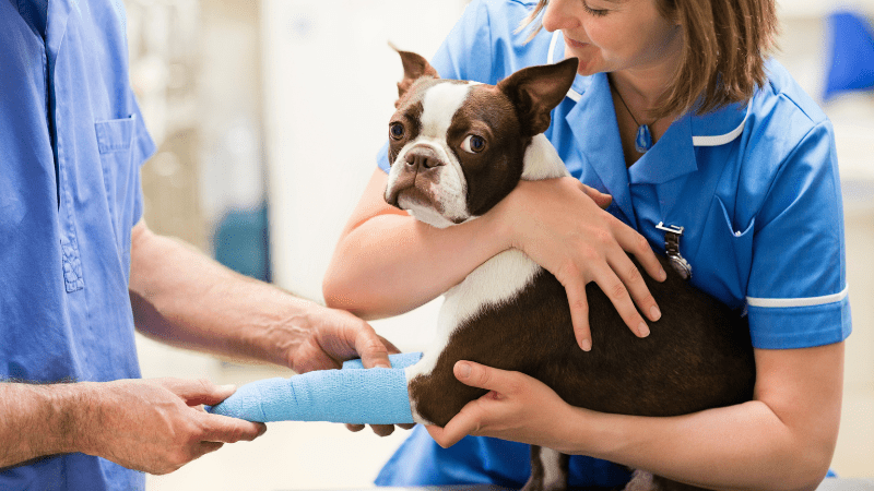 Veterinarios atendiendo a un perro herido, ideal para ilustrar cómo elegir veterinario en Madrid