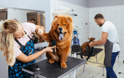 Elegir peluqueria canino en Madrid