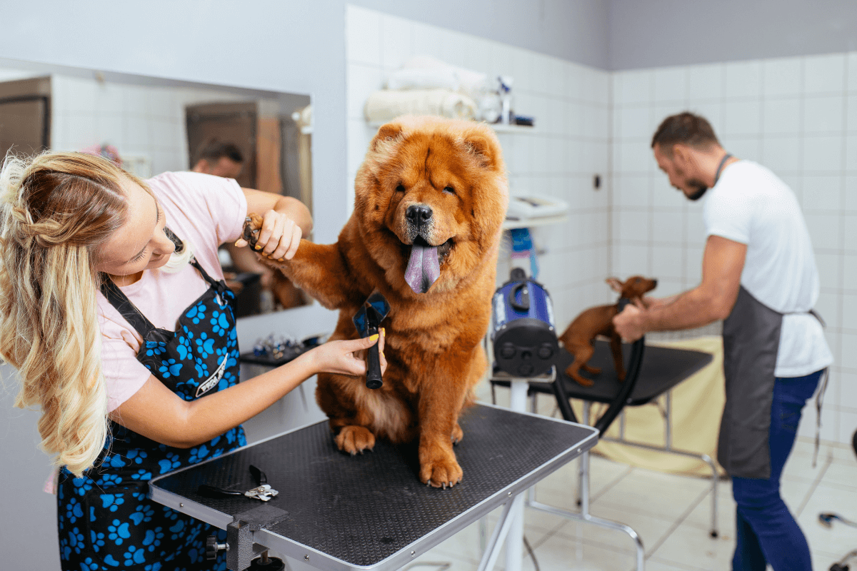 elegir peluqueria canino madrid