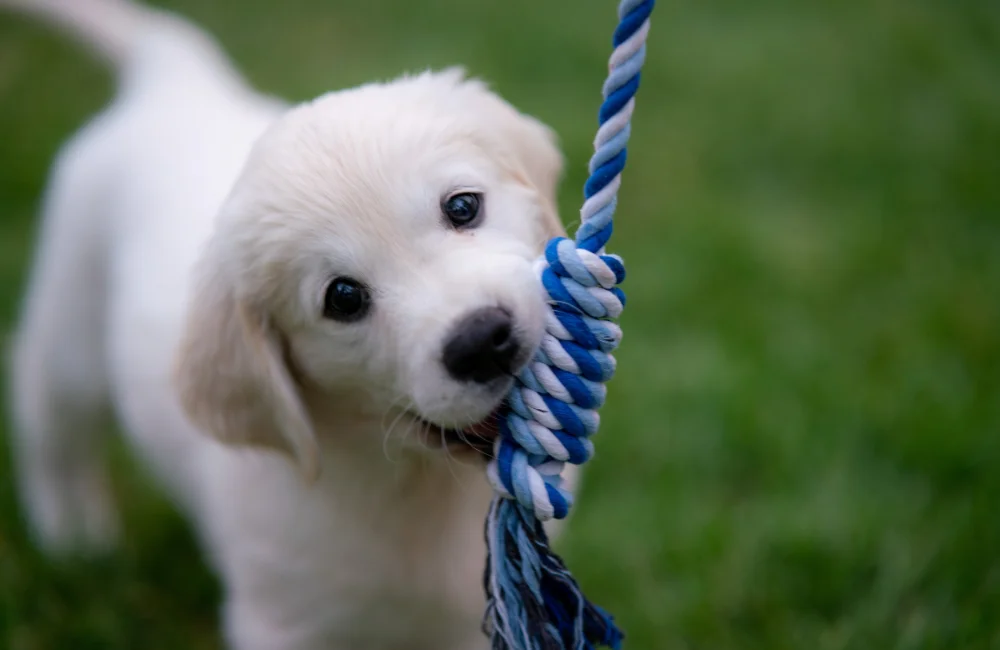 Entrenar cachorros en Villalba con un perro pequeño jugando y mordiendo una cuerda de entrenamiento