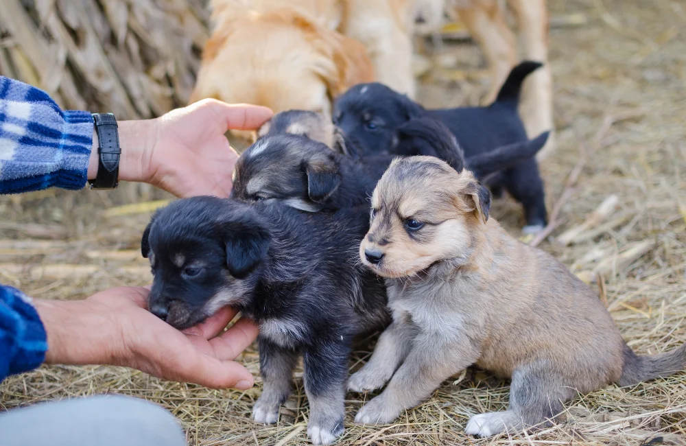 Adiestrador de perros cachorros cuidando y socializando a varios perritos pequeños en un entorno natural