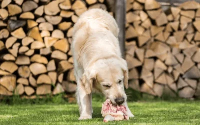 ¿Los perros pueden comer pollo crudo?
