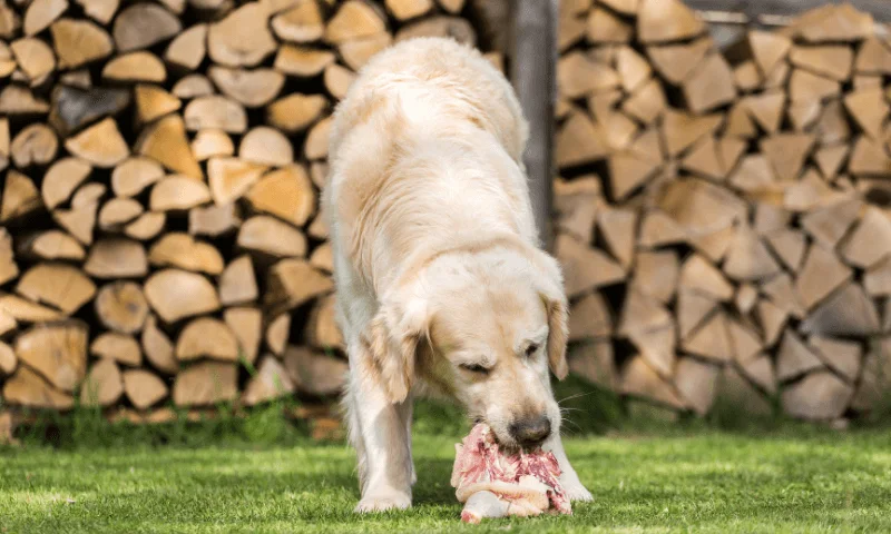 Perro comiendo pollo crudo en el jardín — los perros pueden comer pollo crudo de forma segura si se toman precauciones