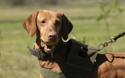 Collar o arnés para perros